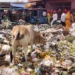 Vrindavan Cleanliness: परिक्रमा मार्ग पर दुर्गंध और कचरे से परेशान श्रद्धालु,प्रशासन से स्थायी समाधान की मांग