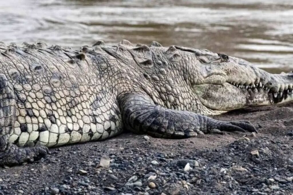 Gonda Crocodile Attack