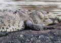 Gonda Crocodile Attack