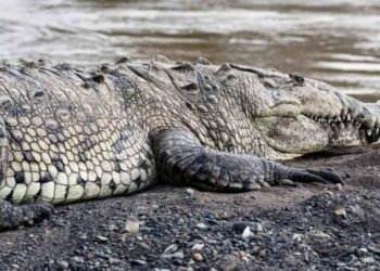 Gonda Crocodile Attack