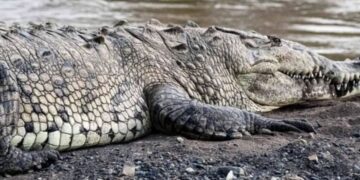 Gonda Crocodile Attack