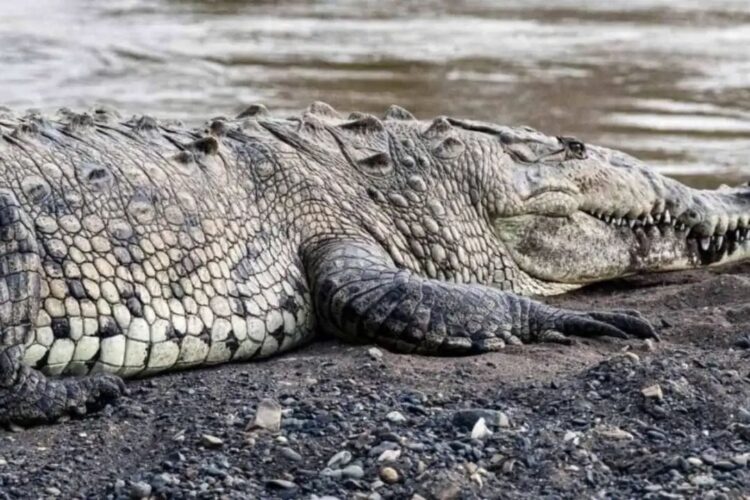 Gonda Crocodile Attack
