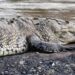 Gonda Crocodile Attack