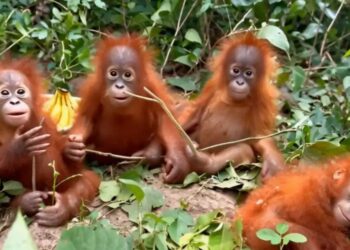 Odisha Orangutan Rescue: बालासोर के जंगल में मिले 5 ओरंगुटान, इंडोनेशिया से भारत पहुंचने की गुत्थी बनी रहस्य