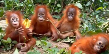 Odisha Orangutan Rescue: बालासोर के जंगल में मिले 5 ओरंगुटान, इंडोनेशिया से भारत पहुंचने की गुत्थी बनी रहस्य
