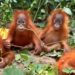 Odisha Orangutan Rescue: बालासोर के जंगल में मिले 5 ओरंगुटान, इंडोनेशिया से भारत पहुंचने की गुत्थी बनी रहस्य