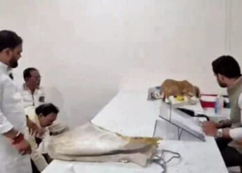 Dogs Protest: नासिक में आवारा कुत्तों से परेशान लोगों ने किया अनोखा प्रदर्शन, अफसर की टेबल पर छोड़े पिल्ले