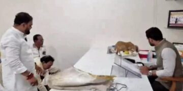 Dogs Protest: नासिक में आवारा कुत्तों से परेशान लोगों ने किया अनोखा प्रदर्शन, अफसर की टेबल पर छोड़े पिल्ले