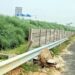 Ganga Expressway: अचानक सामने आ रहे आवारा जानवर, टूटी रिटेनिंग वॉल से बढ़ा हादसों का खतरा