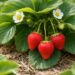 UP Strawberry Farming: UP के कई जिलों में बढ़ेगी स्ट्रॉबेरी की खेती, जानें किस जिले को मिलेगा कितना लक्ष्य