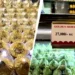 Golden Modak: नासिक में बिक रहा 27 हजार रुपये किलो का मोदक, 24 कैरेट सोने की परत ने बनाया खास